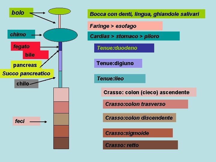 bolo Bocca con denti, lingua, ghiandole salivari Faringe > esofago chimo fegato Cardias >