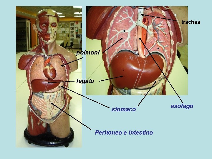trachea polmoni fegato stomaco Peritoneo e intestino esofago 