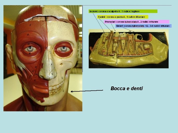 Bocca e denti 