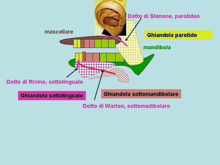 Dotto di Stenone, parotideo mascellare Ghiandola parotide mandibola Dotto di Rivino, sottolinguale Ghiandola sottomandibolare