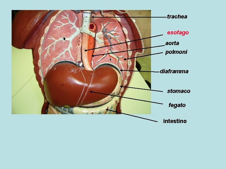 trachea esofago aorta polmoni diaframma stomaco fegato intestino 