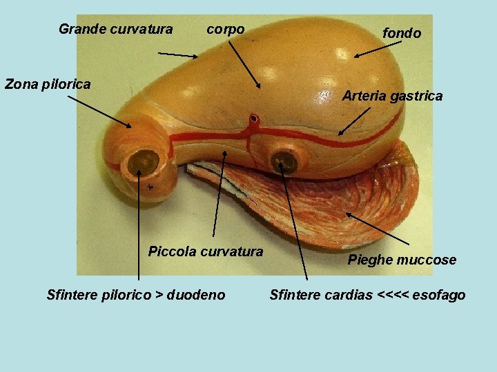 Grande curvatura corpo Zona pilorica fondo Arteria gastrica Piccola curvatura Sfintere pilorico > duodeno