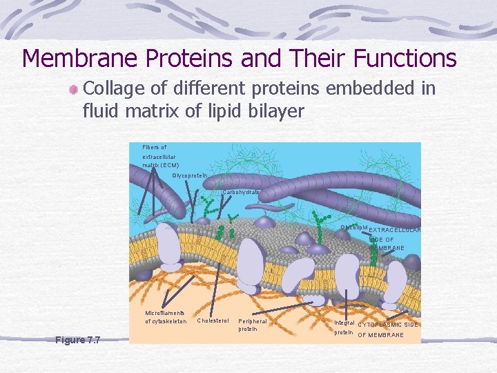Membrane Proteins and Their Functions Collage of different proteins embedded in fluid matrix of