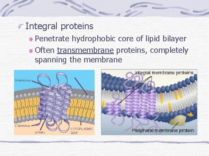 Integral proteins Penetrate hydrophobic core of lipid bilayer Often transmembrane proteins, completely spanning the