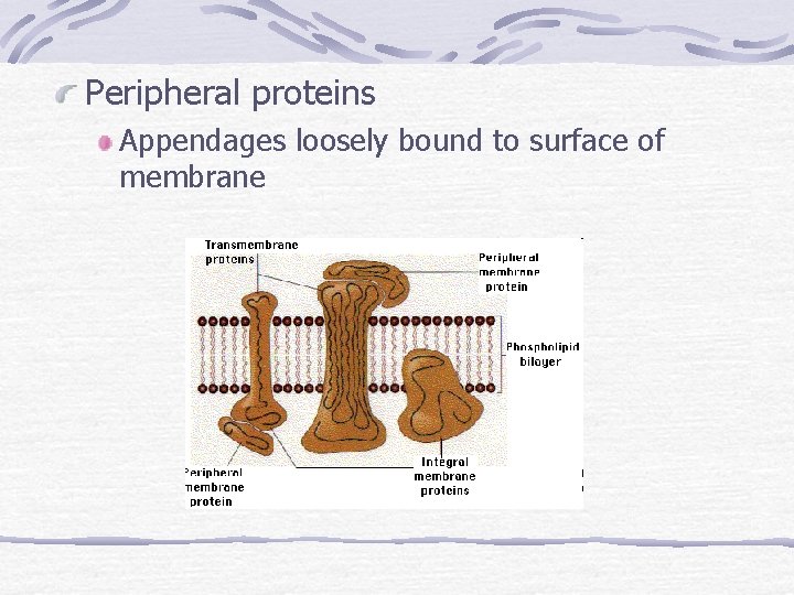 Peripheral proteins Appendages loosely bound to surface of membrane 