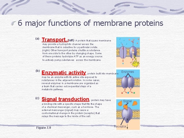 6 major functions of membrane proteins (a) Transport. (left) A protein that spans membrane