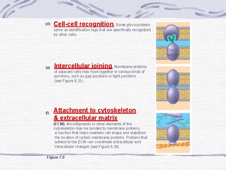 (d) Cell-cell recognition. Some glyco-proteins serve as identification tags that are specifically recognized by