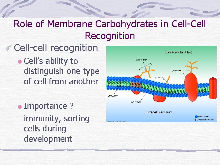Role of Membrane Carbohydrates in Cell-Cell Recognition Cell-cell recognition Cell’s ability to distinguish one