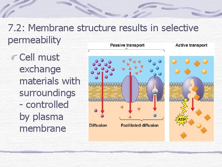 7. 2: Membrane structure results in selective permeability Cell must exchange materials with surroundings
