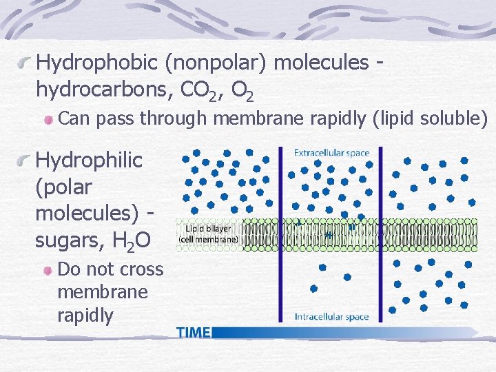 Hydrophobic (nonpolar) molecules hydrocarbons, CO 2, O 2 Can pass through membrane rapidly (lipid