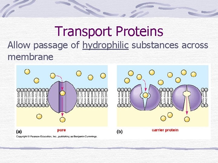 Transport Proteins Allow passage of hydrophilic substances across membrane 