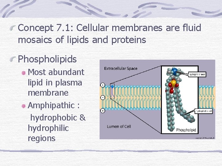 Concept 7. 1: Cellular membranes are fluid mosaics of lipids and proteins Phospholipids Most
