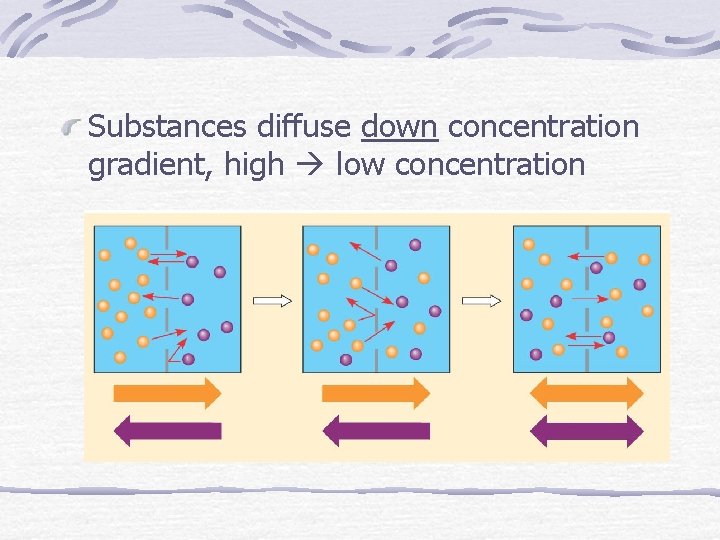 Substances diffuse down concentration gradient, high low concentration 