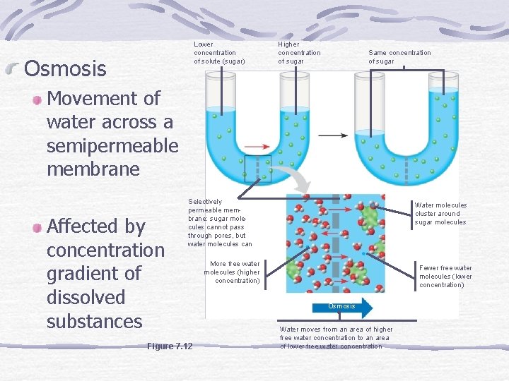 Lower concentration of solute (sugar) Osmosis Higher concentration of sugar Same concentration of sugar