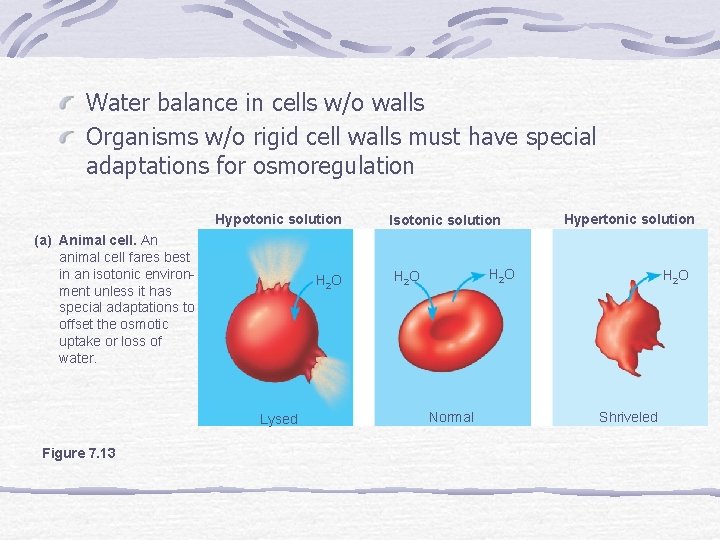 Water balance in cells w/o walls Organisms w/o rigid cell walls must have special