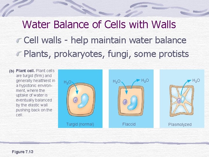 Water Balance of Cells with Walls Cell walls - help maintain water balance Plants,