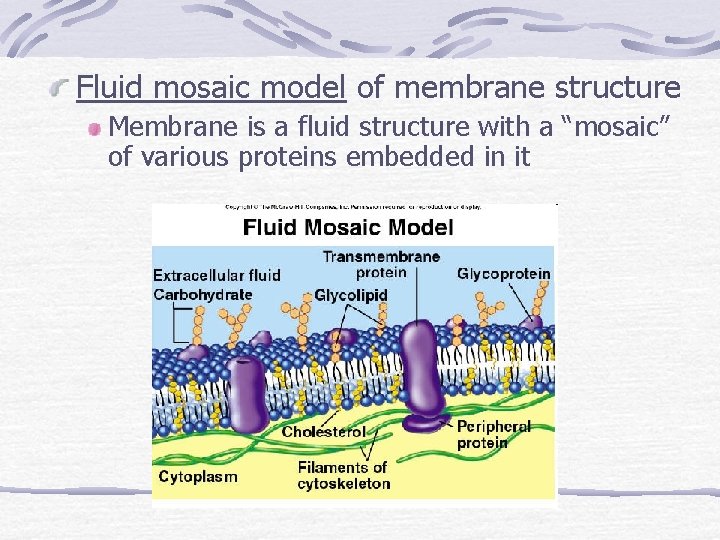 Fluid mosaic model of membrane structure Membrane is a fluid structure with a “mosaic”