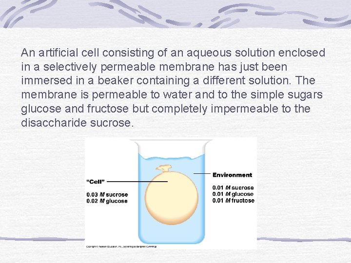 An artificial cell consisting of an aqueous solution enclosed in a selectively permeable membrane