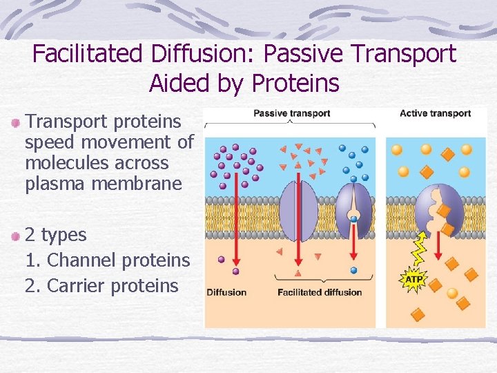 Facilitated Diffusion: Passive Transport Aided by Proteins Transport proteins speed movement of molecules across