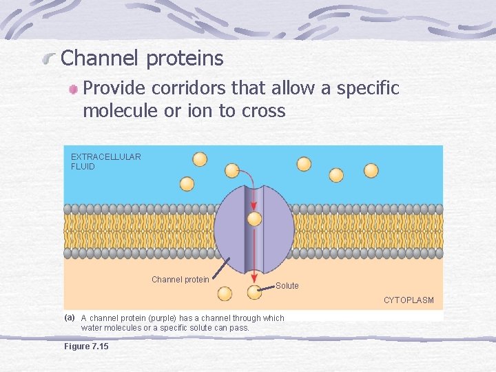 Channel proteins Provide corridors that allow a specific molecule or ion to cross EXTRACELLULAR