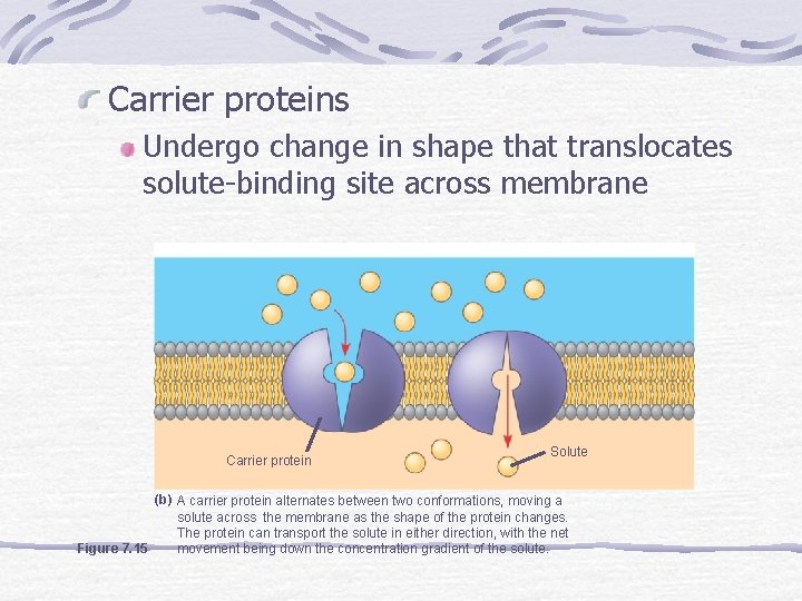 Carrier proteins Undergo change in shape that translocates solute-binding site across membrane Carrier protein