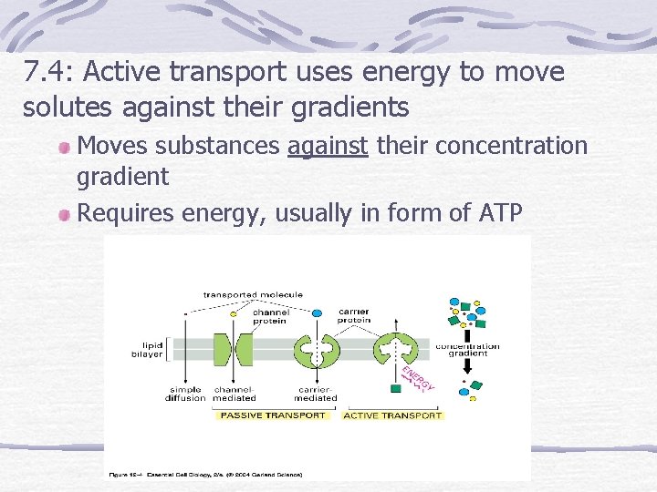 7. 4: Active transport uses energy to move solutes against their gradients Moves substances