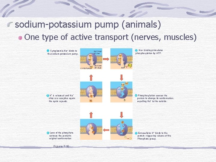 sodium-potassium pump (animals) One type of active transport (nerves, muscles) 1 Cytoplasmic Na +