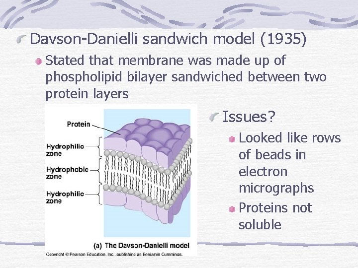 Davson-Danielli sandwich model (1935) Stated that membrane was made up of phospholipid bilayer sandwiched