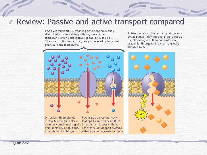 Review: Passive and active transport compared Passive transport. Substances diffuse spontaneously down their concentration