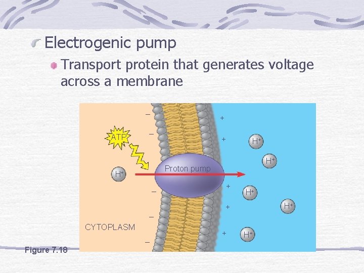 Electrogenic pump Transport protein that generates voltage across a membrane – ATP EXTRACELLULAR FLUID