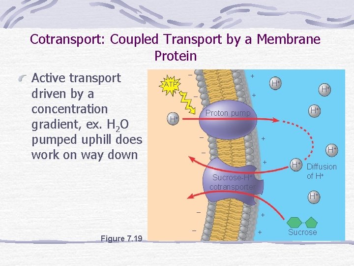 Cotransport: Coupled Transport by a Membrane Protein Active transport driven by a concentration gradient,