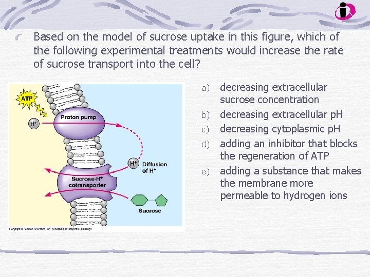 Based on the model of sucrose uptake in this figure, which of the following