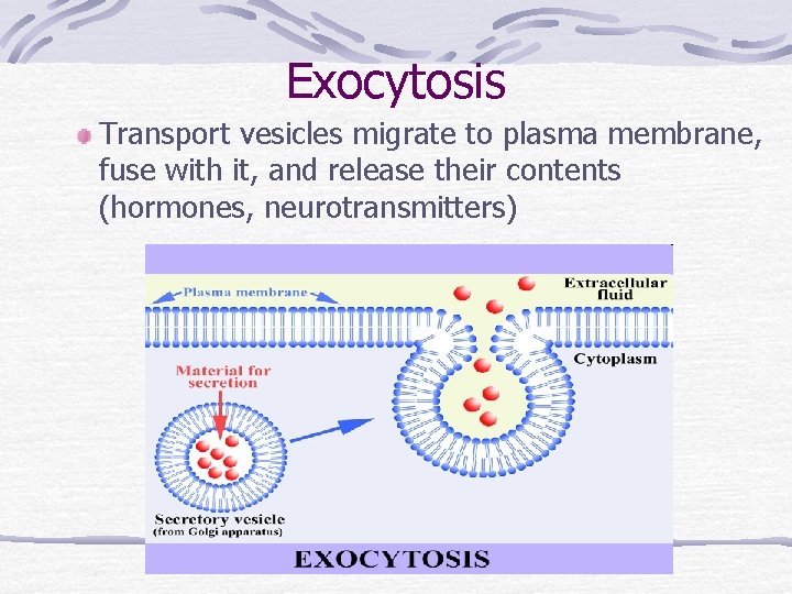 Exocytosis Transport vesicles migrate to plasma membrane, fuse with it, and release their contents
