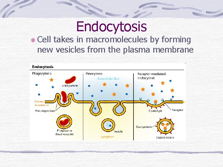 Endocytosis Cell takes in macromolecules by forming new vesicles from the plasma membrane 