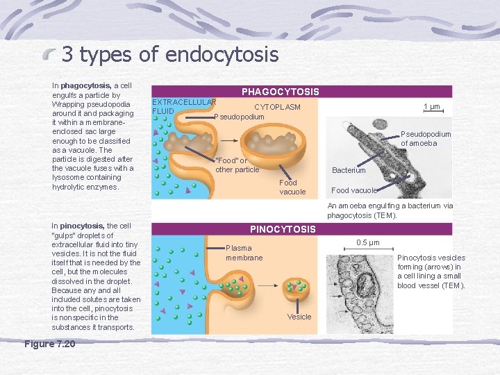 3 types of endocytosis In phagocytosis, a cell engulfs a particle by Wrapping pseudopodia