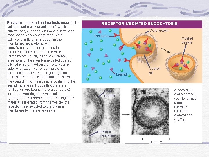 Receptor-mediated endocytosis enables the cell to acquire bulk quantities of specific substances, even though