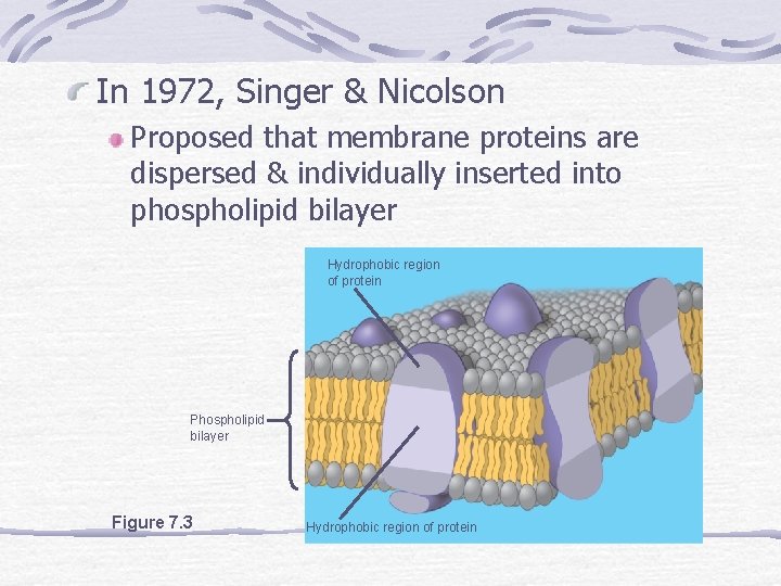 In 1972, Singer & Nicolson Proposed that membrane proteins are dispersed & individually inserted