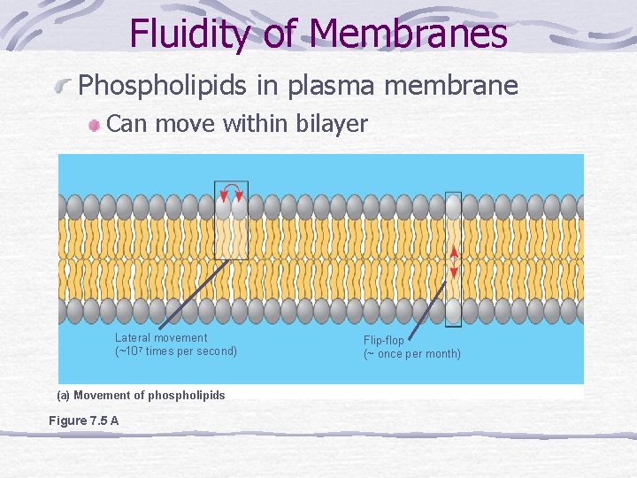 Fluidity of Membranes Phospholipids in plasma membrane Can move within bilayer Lateral movement (~107