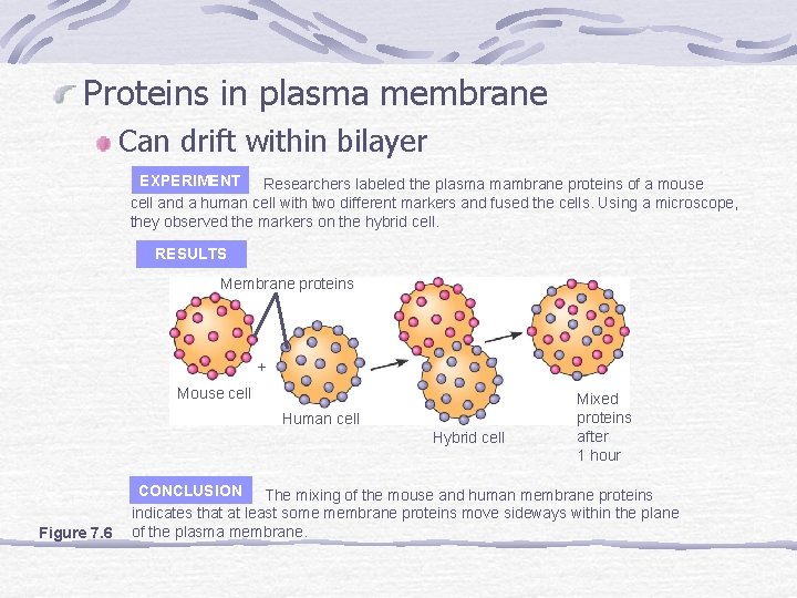 Proteins in plasma membrane Can drift within bilayer EXPERIMENT Researchers labeled the plasma mambrane