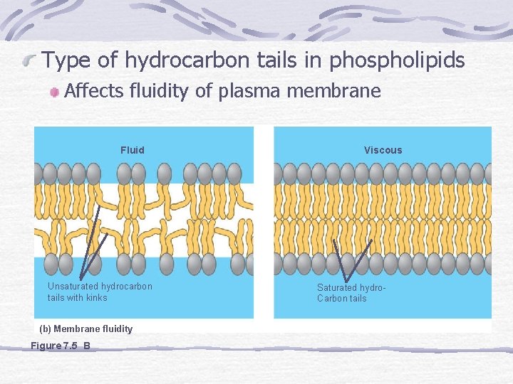 Type of hydrocarbon tails in phospholipids Affects fluidity of plasma membrane Fluid Unsaturated hydrocarbon