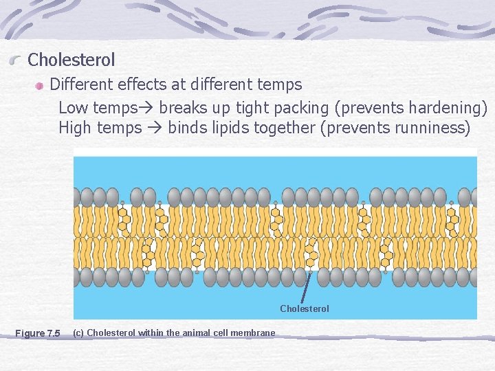 Cholesterol Different effects at different temps Low temps breaks up tight packing (prevents hardening)