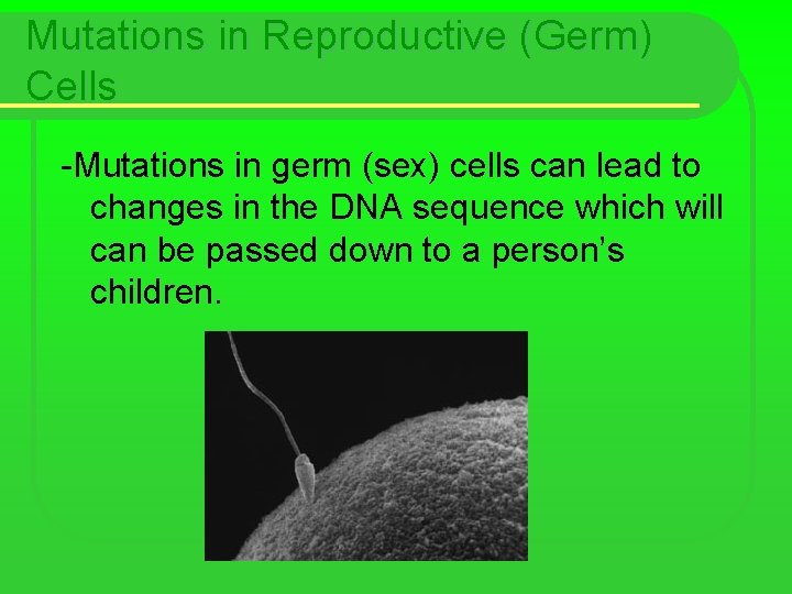 Mutations in Reproductive (Germ) Cells -Mutations in germ (sex) cells can lead to changes