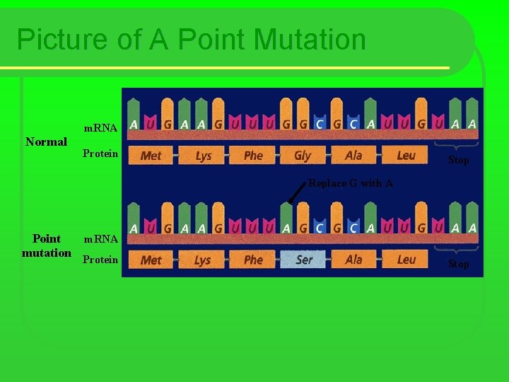 Picture of A Point Mutation m. RNA Normal Protein Stop Replace G with A