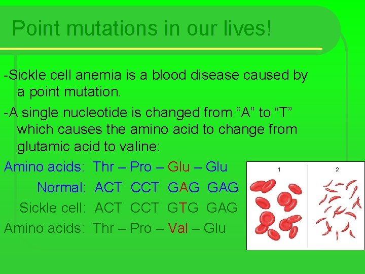 Point mutations in our lives! -Sickle cell anemia is a blood disease caused by