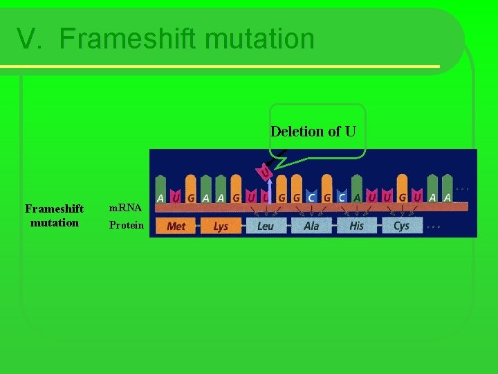 V. Frameshift mutation Deletion of U Frameshift mutation m. RNA Protein 