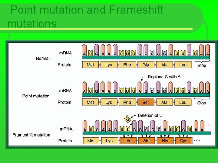 Point mutation and Frameshift mutations 