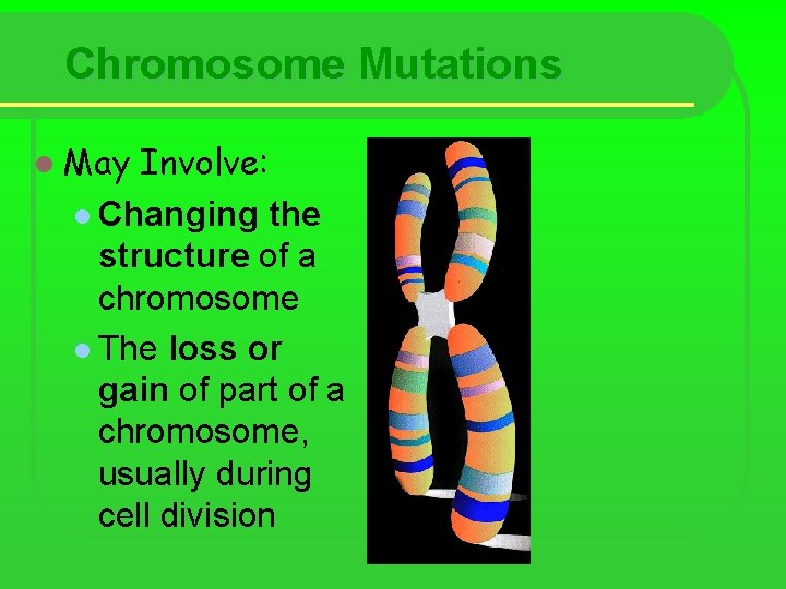 Chromosome Mutations l May Involve: l Changing the structure of a chromosome l The