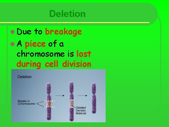 Deletion l Due to breakage l A piece of a chromosome is lost during