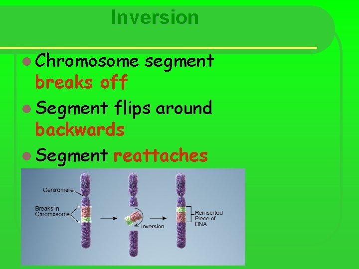 Inversion l Chromosome segment breaks off l Segment flips around backwards l Segment reattaches