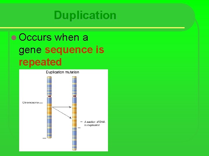 Duplication l Occurs when a gene sequence is repeated 